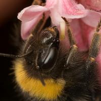 Bumble Bee feeding 